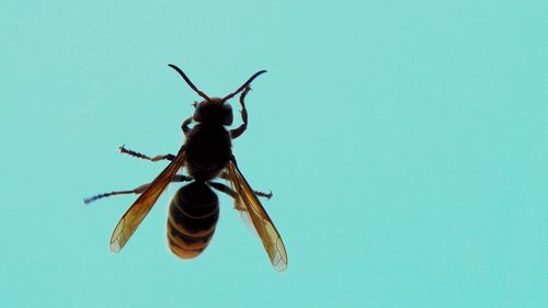 Close-up of insect against blue sky