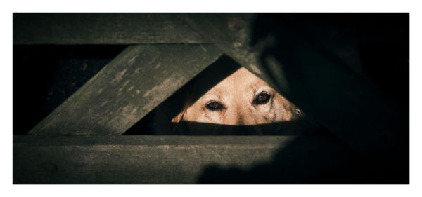 Long wide aspect ratio 2x1 high contrast fujifilm dogs eyes peering through barred gate