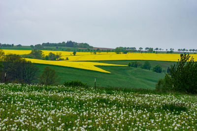 Scenic view of field against sky