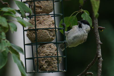 Close-up of bird perching on a feeder