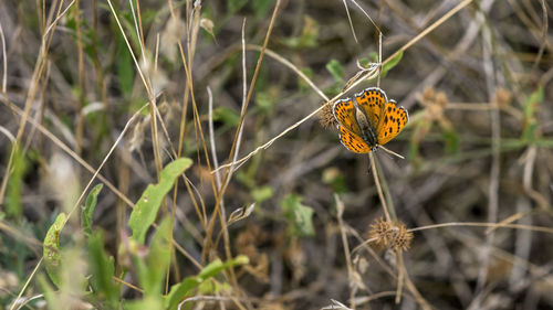 Close-up of a small orange  butterfly with dark spots on its spread wings resting on weeds in summer