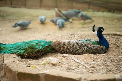 Beautiful peacock. peacock showing its tail, peacock with spread wings in profile.