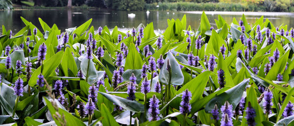 Close-up of purple flowers blooming in field