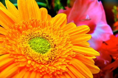 Close-up of yellow flower