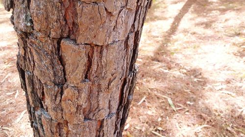 Close-up of tree trunk
