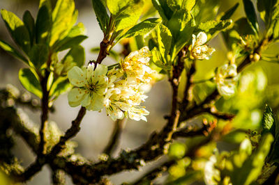 Close-up of cherry blossom on tree