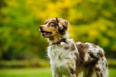 Close-up of dog looking away outdoors