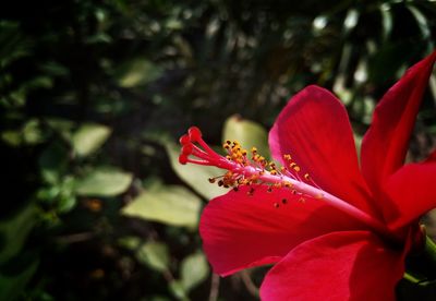 Close-up of red flowering plant