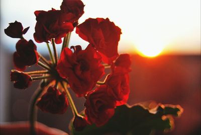 Close-up of orange flower against sky at sunset