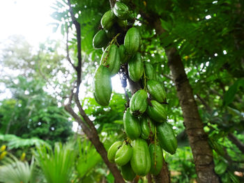 Close-up of fruits hanging on tree