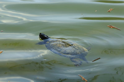 High angle view of turtle swimming in lake