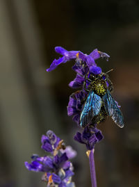 Close-up of purple flowering plant