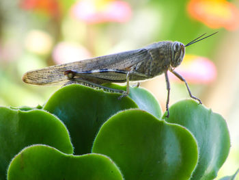 Close-up of grasshopper on succulent plant