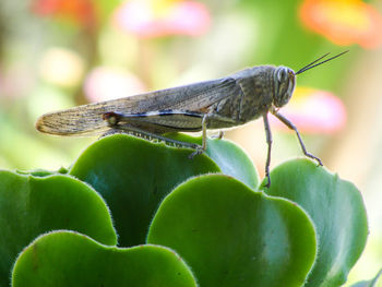 Close-up of insect on leaf