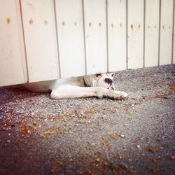 Close-up of cat sleeping