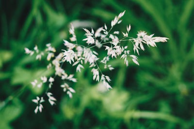 Close-up of flowering plant on field
