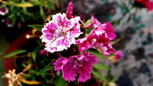 Close-up of pink flowers blooming outdoors