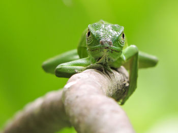 Close-up of iguana on branch