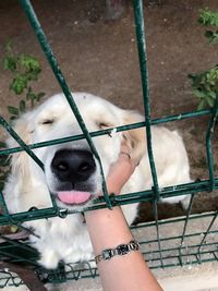 Low section of puppy on hand