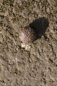 High angle view of lizard