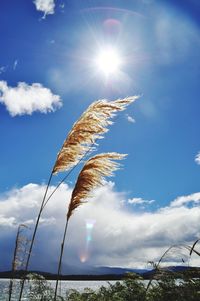 Low angle view of bright sun in sky