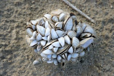 High angle view of seashells on sand