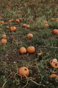 High angle view of pumpkins on field