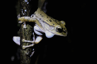 Close-up of frog in water