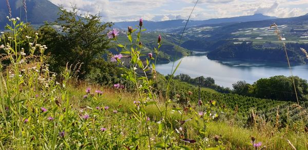 Scenic view of flowering plants and trees against mountains