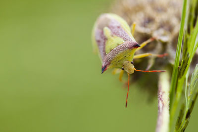 Close-up of insect on plant