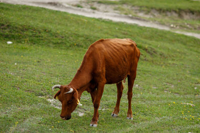 Horse grazing in field