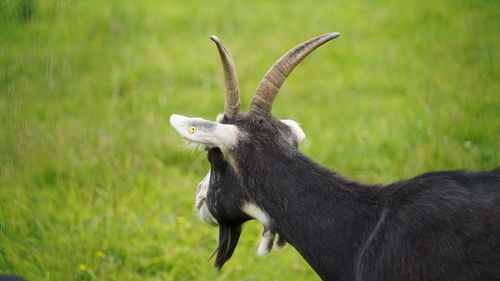 Close-up of a goat on field