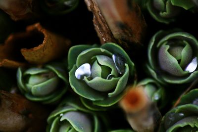 Close-up of flowers