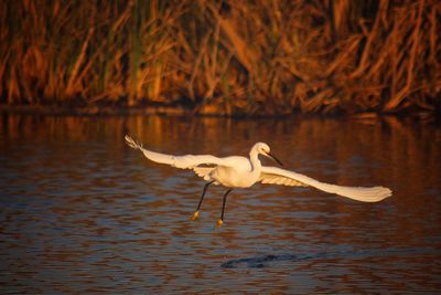 High angle view of gray heron flying over lake