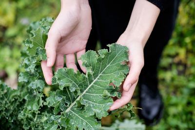 Low section of person holding leaf on field