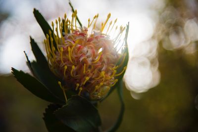 Close-up of flowering plant