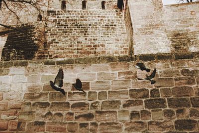 Pigeons on stone wall