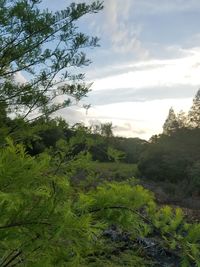 Scenic view of forest against sky