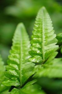 Close-up of wet leaves