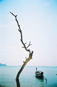 Lone bare tree on calm sea against sky
