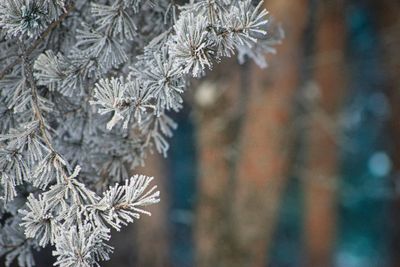 Close-up of frozen tree branch during winter