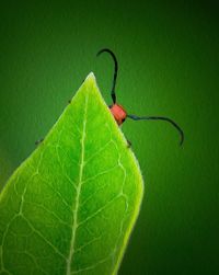 Close-up of insect on leaf