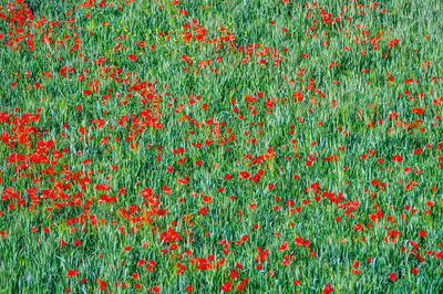 Full frame shot of red poppy flowers