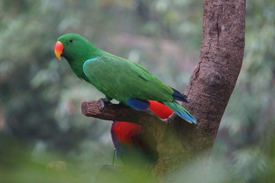 Close-up of parrot perching on branch