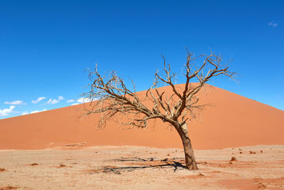 Tree in the namib desert