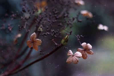 Close-up of flowers