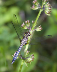 Close-up of butterfly on flower