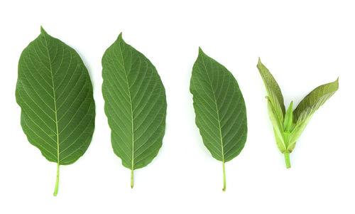 Close-up of green leaves against white background