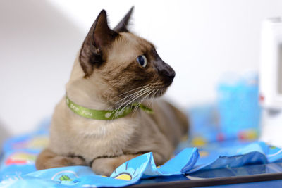 Close-up of a cat looking away