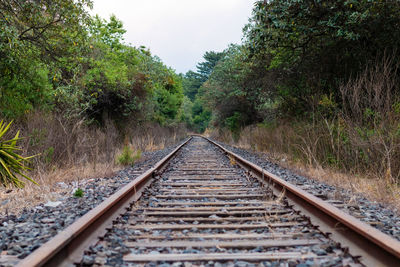 Surface level of railroad tracks along trees